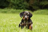 BEAUCERON - PUPPIES 315